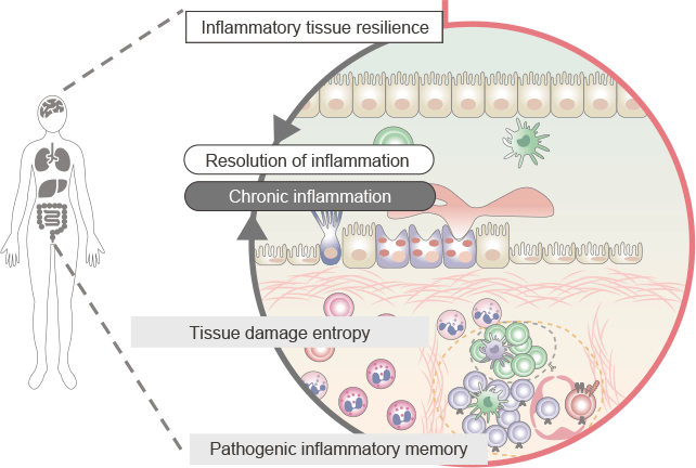 Creating innovative science for resolution of inflammation:Resilience and entropy inflamed tissue.